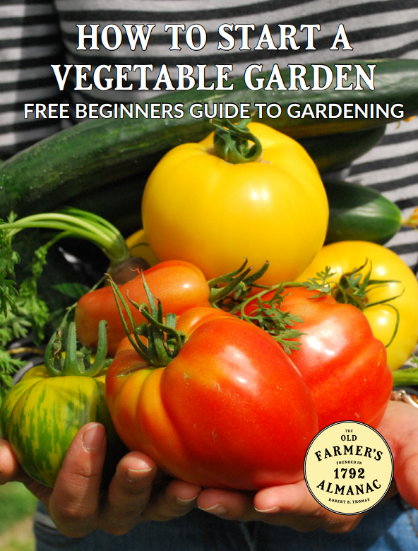 how-to-start-a-vegtable-garden