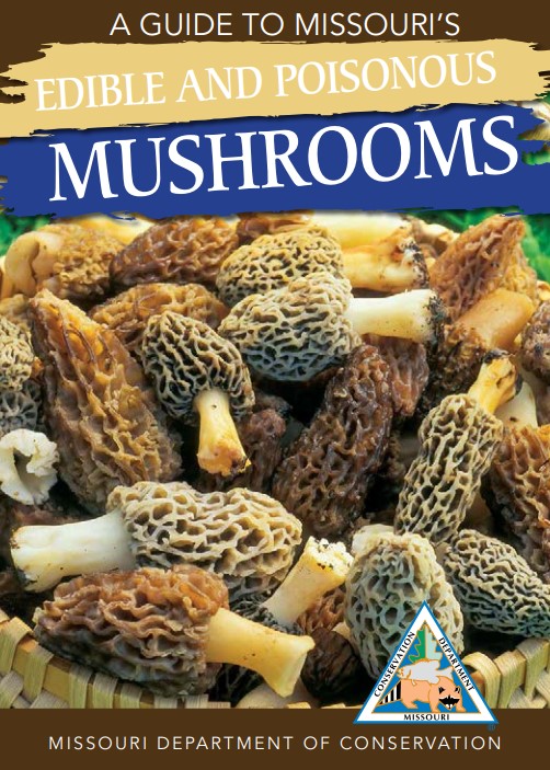 mushrooms-2