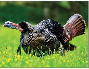 turkey-hunting