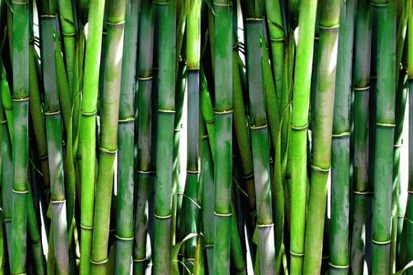 bamboo-20936_640