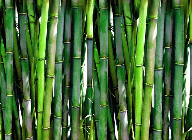 bamboo-20936_640