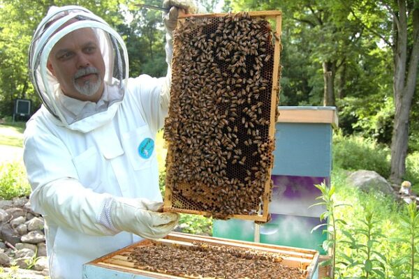 beekeeper-682944_640