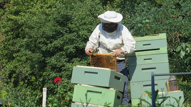 beekeeper-941688_640