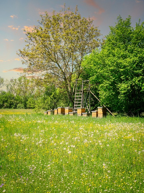 beekeeping-7208005_640