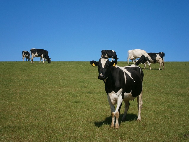 cows-73371_640