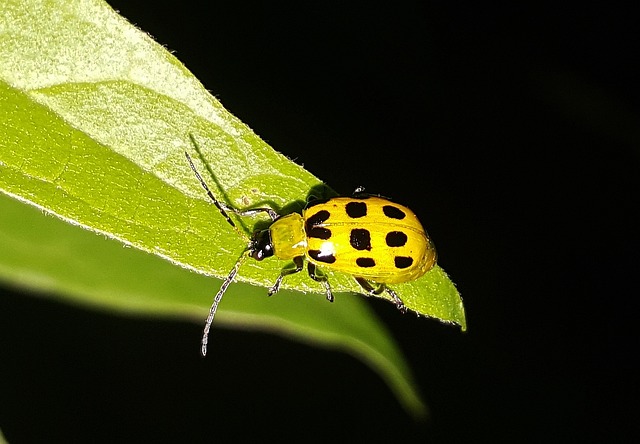 cucumber-beetle-1316887_640