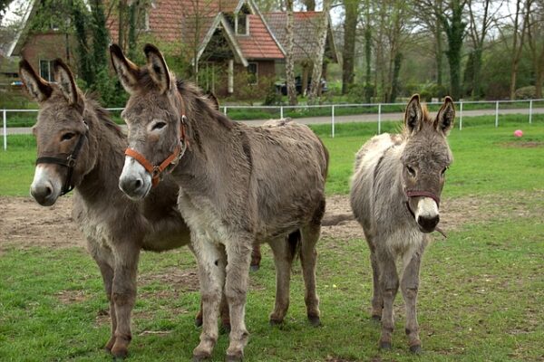 donkeys-2449993_640