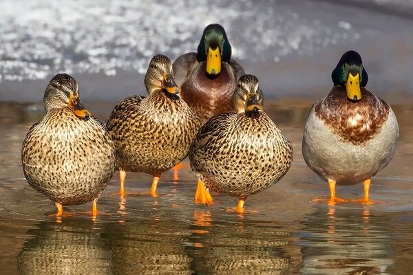 ducks-1463317_640