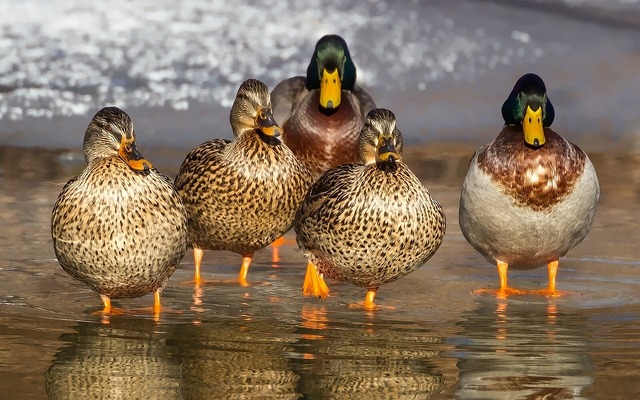 ducks-1463317_640