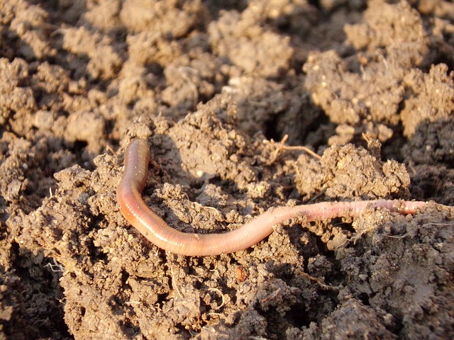 earthworm-686592_640