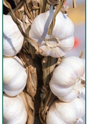 garlic