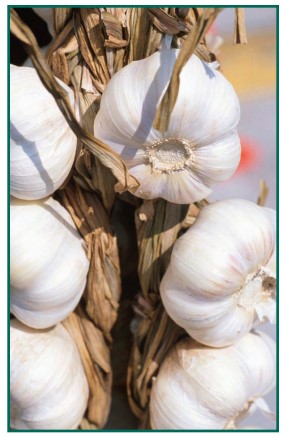 garlic