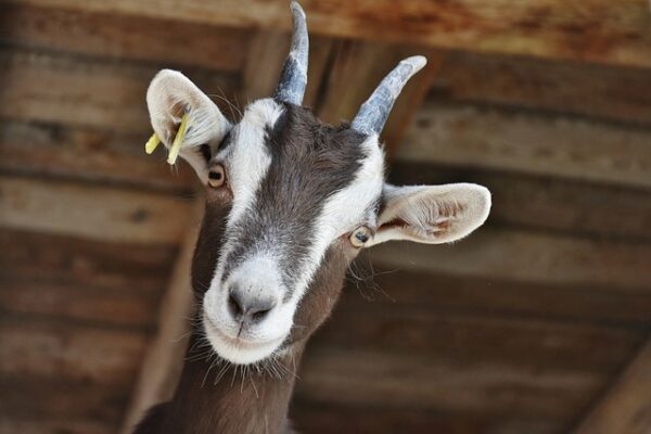 goat-3613728_640