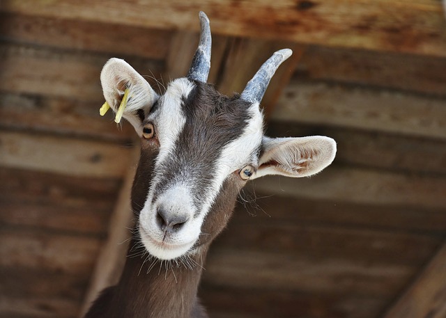 goat-3613728_640