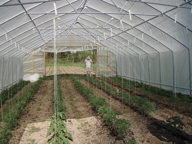 greenhouse-425782_640