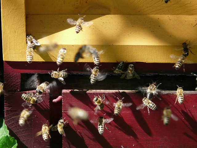 honey-bees-7447_640