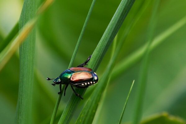 japanese-beetle-8137606_640