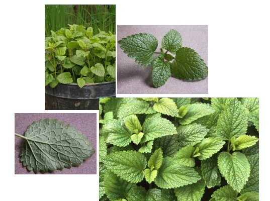 lemon-balm