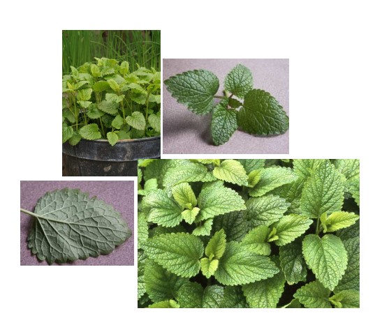 lemon-balm