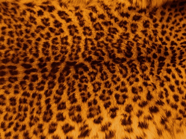 leopard-315729_640