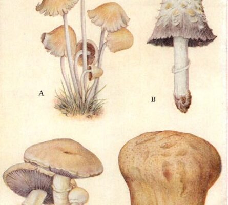 mushrooms