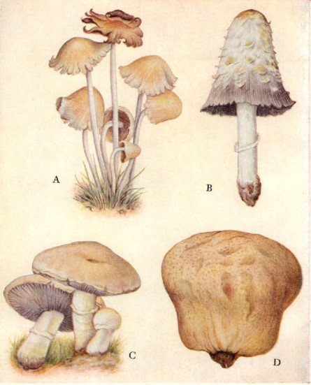 mushrooms