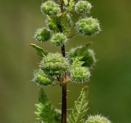 nettle-6356230_640