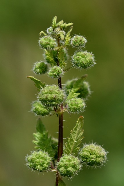 nettle-6356230_640