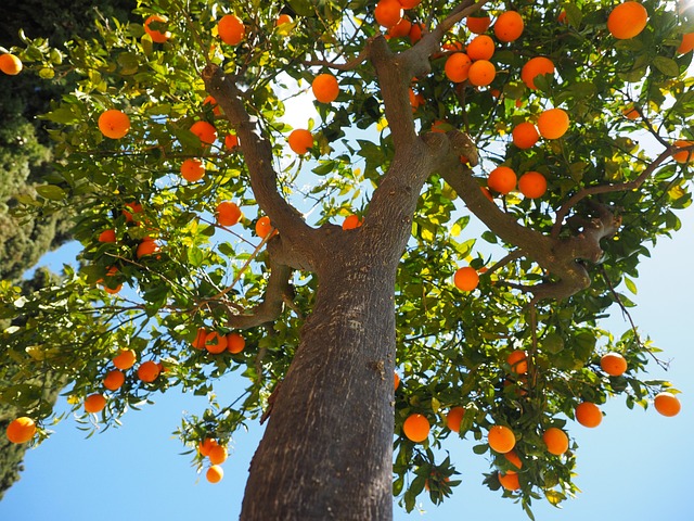 oranges-1117644_640