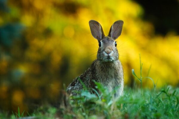 rabbit-1882699_640