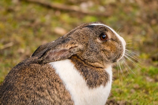 rabbit-7863312_640