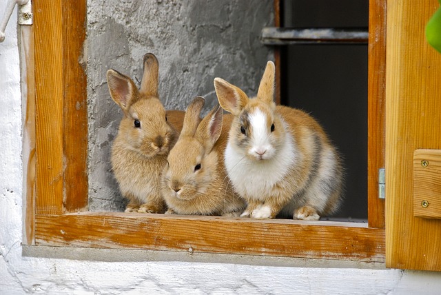 rabbits-2409186_640