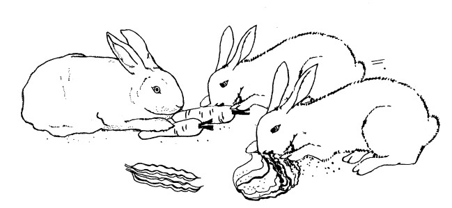 rabbits