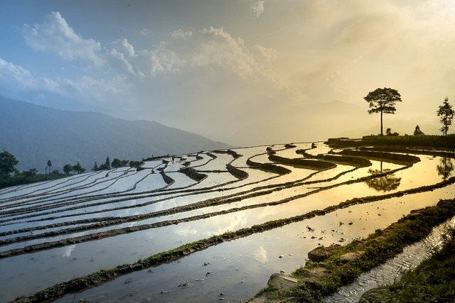 rice-field-3490060_640