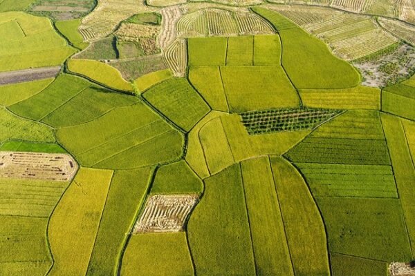 rice-fields-7247360_640