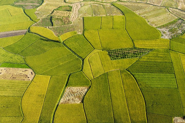 rice-fields-7247360_640