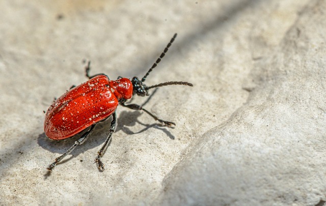 scarlet-lily-beetle-6389888_640