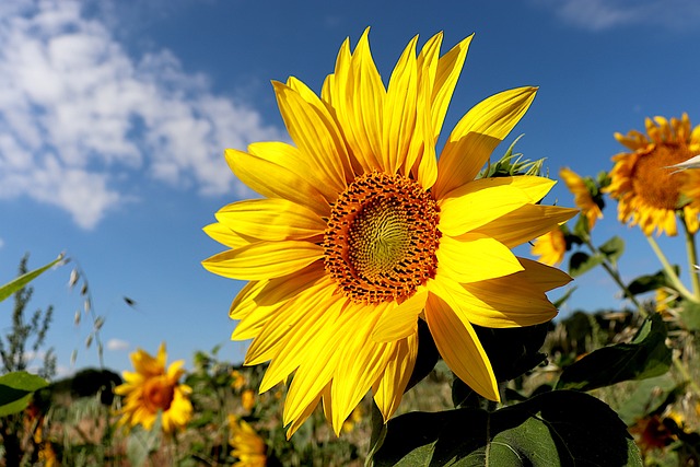 sunflower-5395106_640