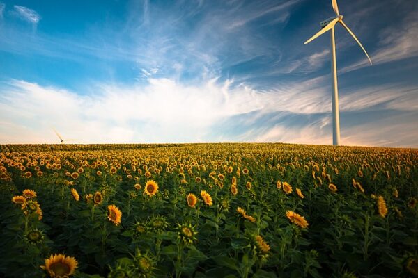 sunflowers-1853323_640