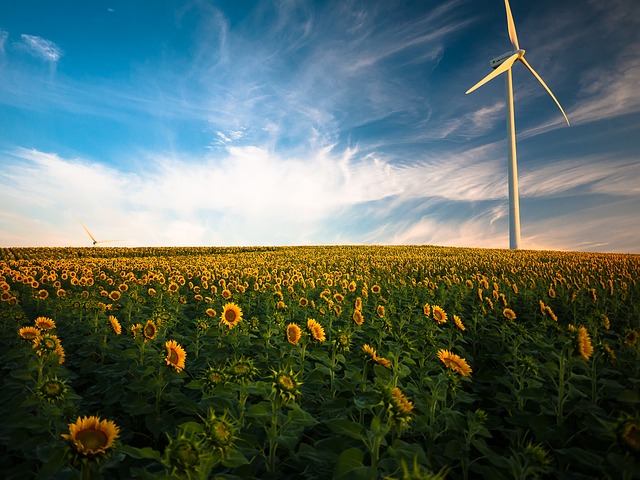 sunflowers-1853323_640