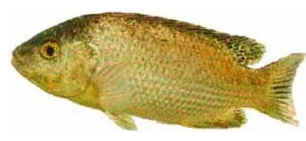 tilapia