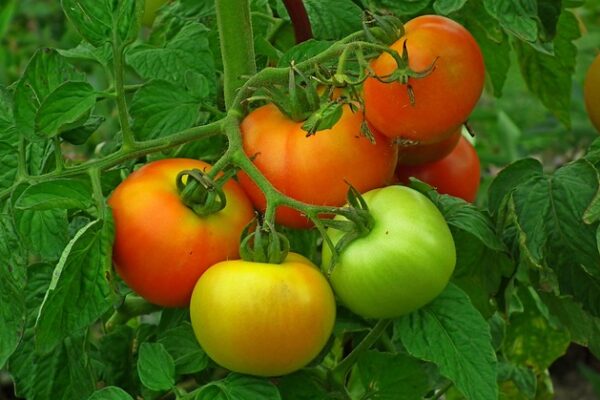 tomatoes-6561189_640