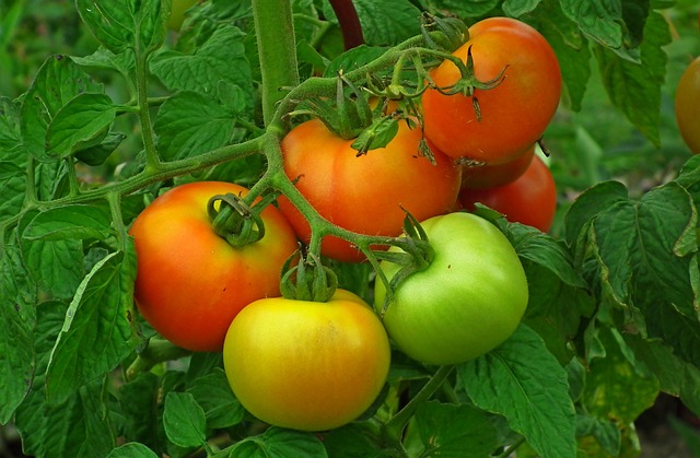 tomatoes-6561189_640