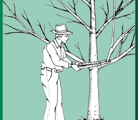 tree-pruning