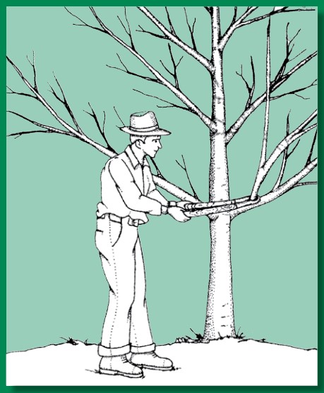 tree-pruning