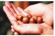 acorns