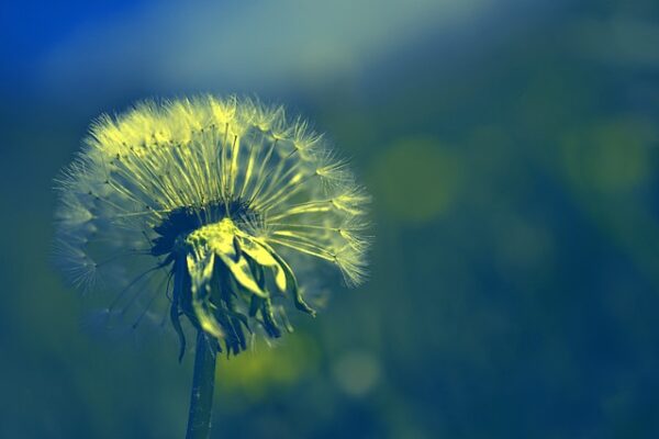 dandelion-4154942_640