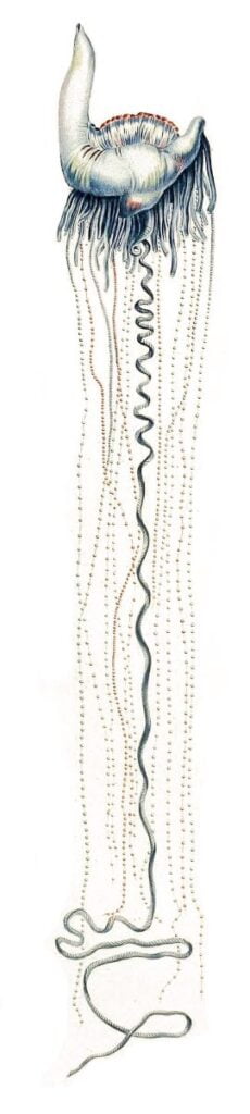 portuguese man of war tentacles