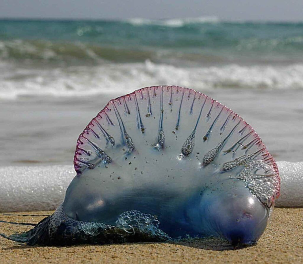 portuguese man of war