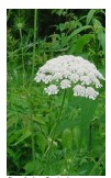 wild carrot